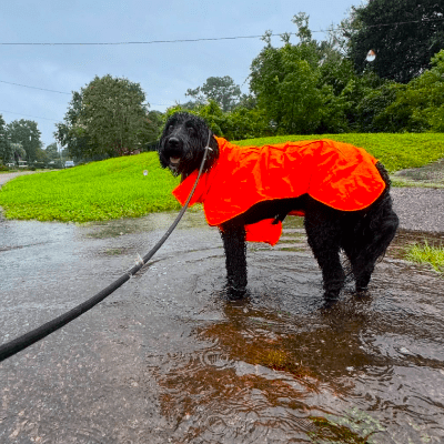 DOG PICKUP SERVICE